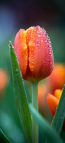 Flowers mobile wallpapers deals